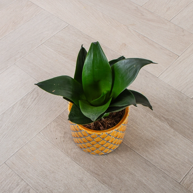 Sansevieria trifasciata 'Jade Star' (Pot Size 9cm) Snake Plant - image 1