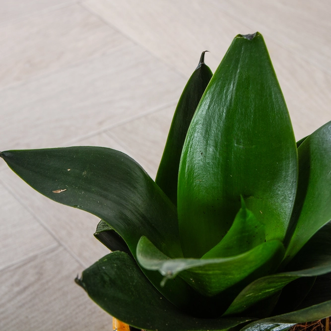 Sansevieria trifasciata 'Jade Star' (Pot Size 9cm) Snake Plant - image 2