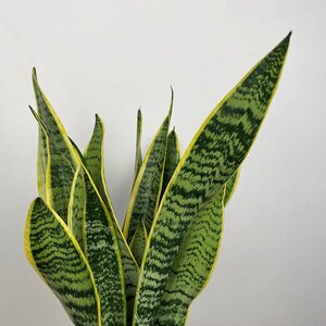 Sansevieria trifasciata var. laurentii - Snake plant