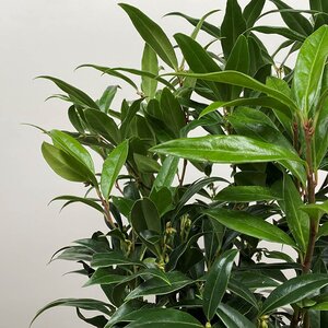 Sarcococca hookeriana 'Winter Gem' - Sweet box