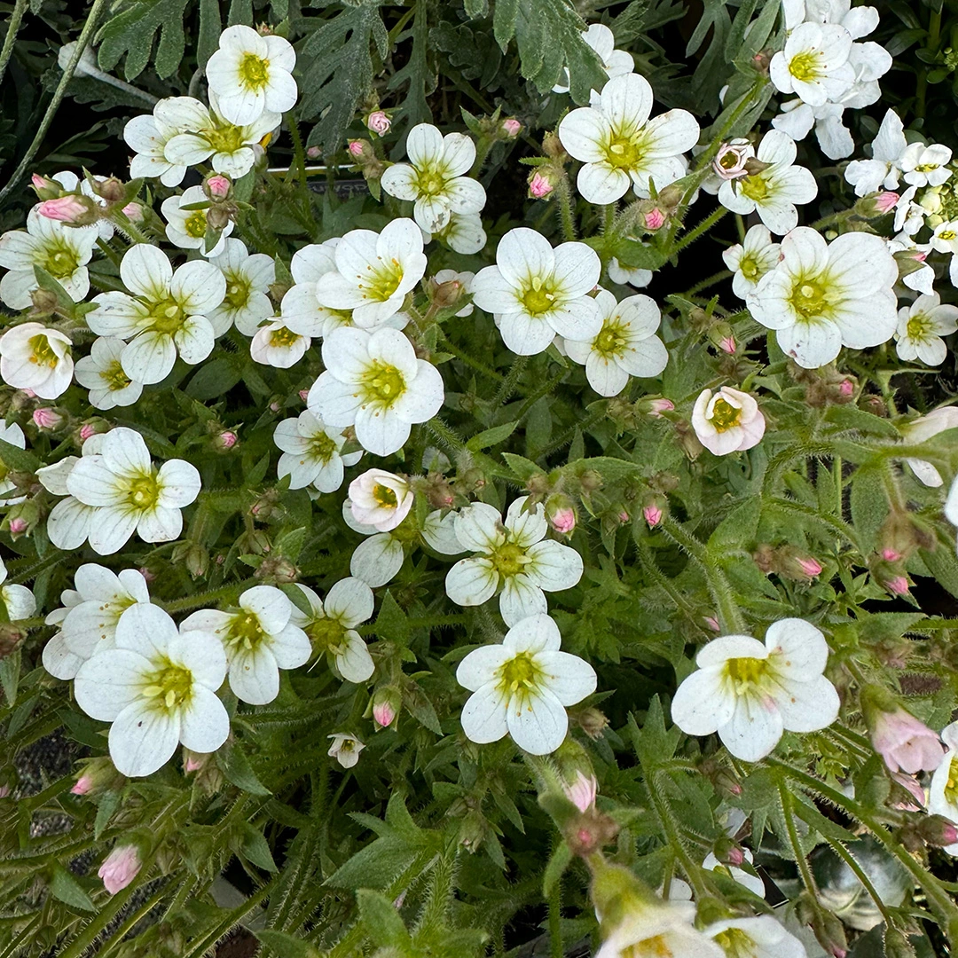 Saxifraga x arendsii 'Pearl White' (Pot Size 2L) Mossy Saxifrage - The ...