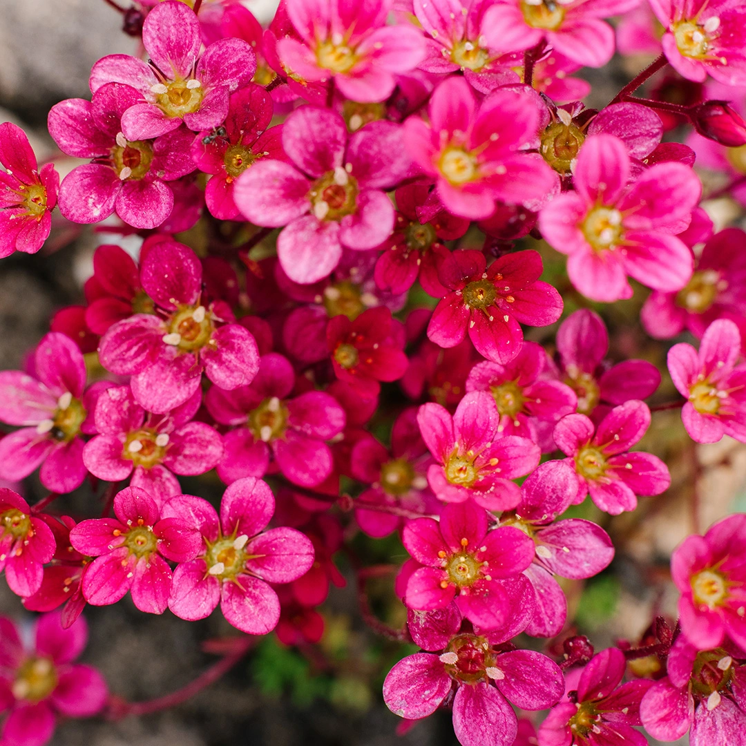 Saxifraga x arendsii 'Touran Red' (Pot Size 2L) Mossy Saxifrage - The ...