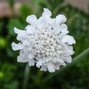 Scabiosa columbaria 'Flutter Pure White' (Pot Size 2L) Pincushion Flower - image 1