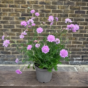 Scabiosa columbaria 'Kudo Pink' (Pot Size 3L) Pincushion Flower - image 3