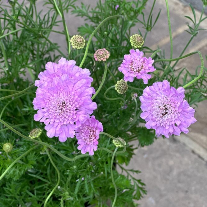 Scabiosa columbaria 'Kudo Pink' (Pot Size 3L) Pincushion Flower - image 1