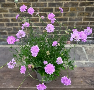 Scabiosa columbaria 'Kudo Pink' (Pot Size 3L) Pincushion Flower - image 2