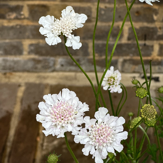 Scabiosa columbaria 'Kudo White' (Pot Size 3L) Pincushion Flower - image 1