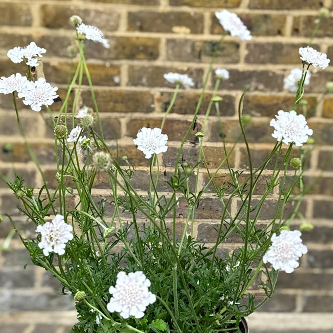 Scabiosa columbaria 'Kudo White' (Pot Size 3L) Pincushion Flower - image 2