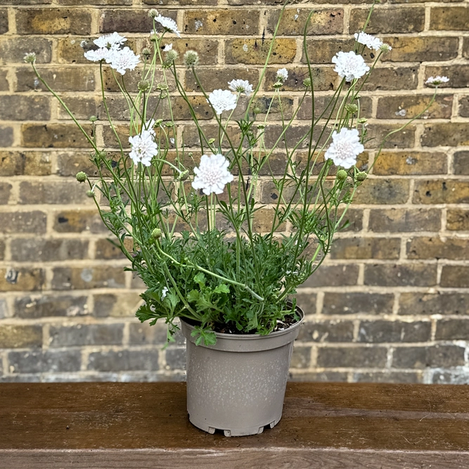 Scabiosa columbaria 'Kudo White' (Pot Size 3L) Pincushion Flower - image 3