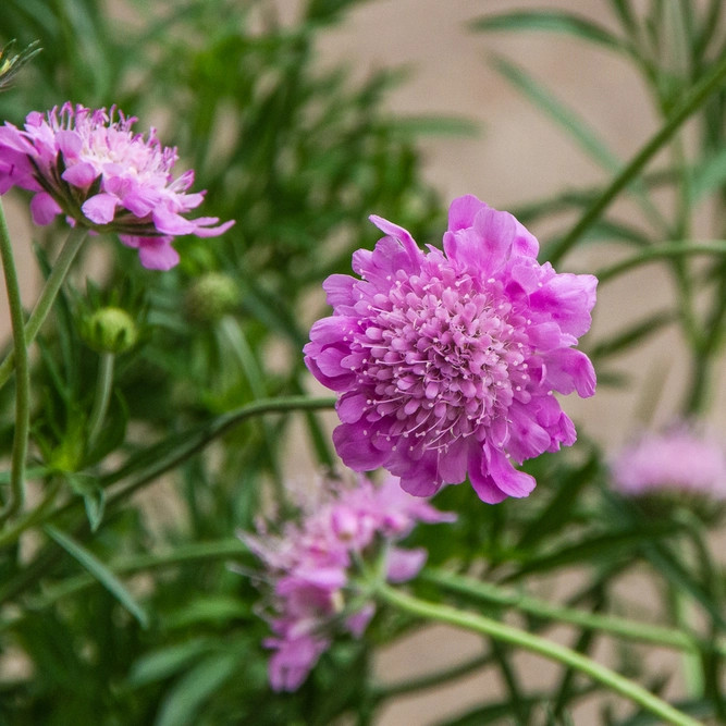 Scabiosa 'Walbertons Pink Mist' (Pot Size 1.5L) Pincushion Flower - image 1