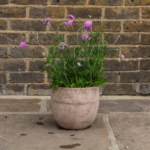 Scabiosa 'Walbertons Pink Mist' (Pot Size 1.5L) Pincushion Flower - image 5
