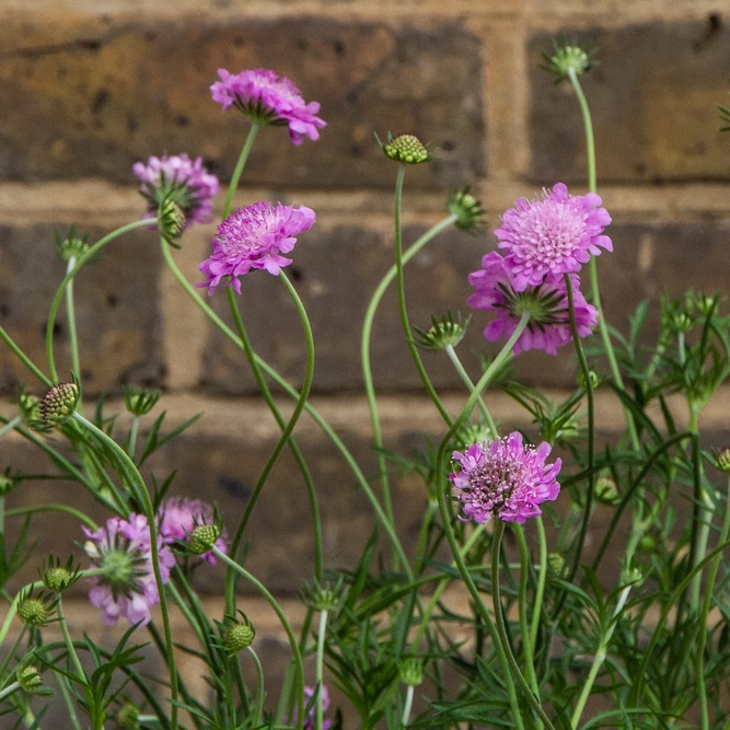 Scabiosa 'Walbertons Pink Mist' (Pot Size 1.5L) Pincushion Flower - image 2