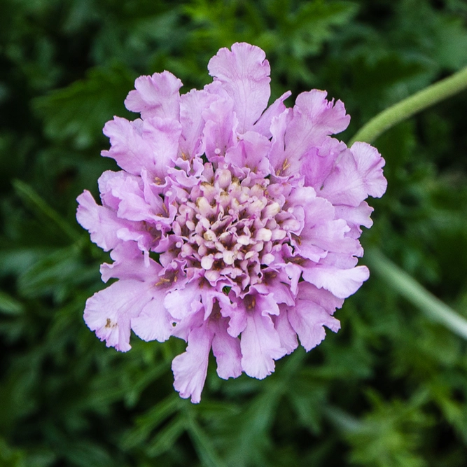 Scabiosa 'Walbertons Pink Mist' (Pot Size 1.5L) Pincushion Flower - image 3