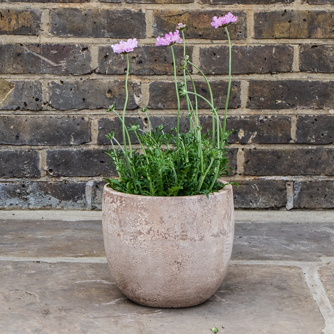 Scabiosa 'Walbertons Pink Mist' (Pot Size 3L) Pincushion Flower - image 2