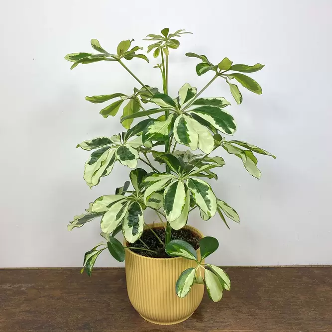 Schefflera arboricola 'Charlotte' (Pot Size 13cm) - image 1