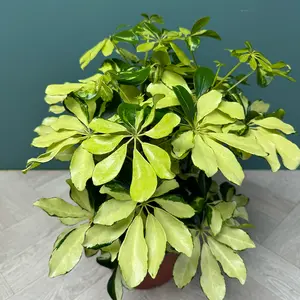 Schefflera arboricola 'Melanie' (Pot Size 21cm) - image 2