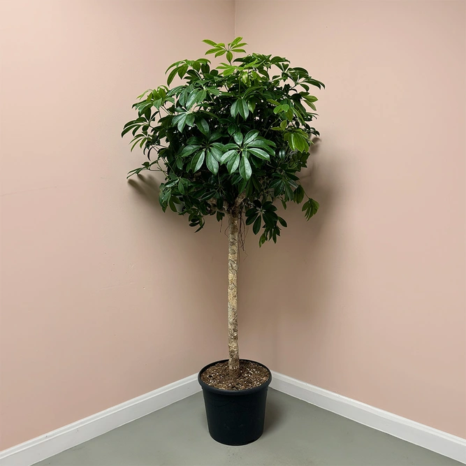 Schefflera 'Compacta' (Pot Size 35cm) Dwarf Umbrella Tree - image 1