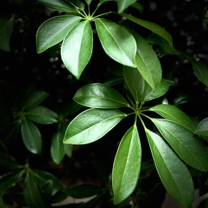 Schefflera 'Compacta' (Pot Size 35cm) Dwarf Umbrella Tree - image 2