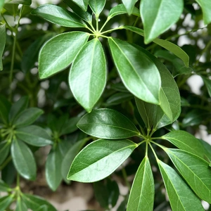 Schefflera 'Compacta' (Pot Size 35cm) Dwarf Umbrella Tree - image 3