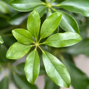 Schefflera with Braided Stem (Pot Size 21cm) Dwarf Umbrella Tree - image 3