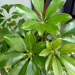 Schefflera with Braided Stem (Pot Size 21cm) Dwarf Umbrella Tree - image 4