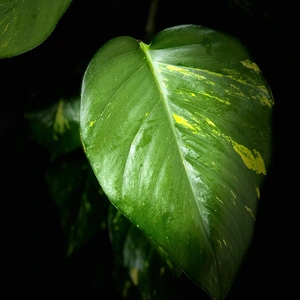 Scindapsus 'Aureum' (Pot Size 27cm) - image 4