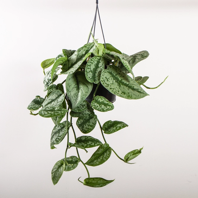 Scindapsus pictus 'Trebie' (15cm) Satin pothos - image 1