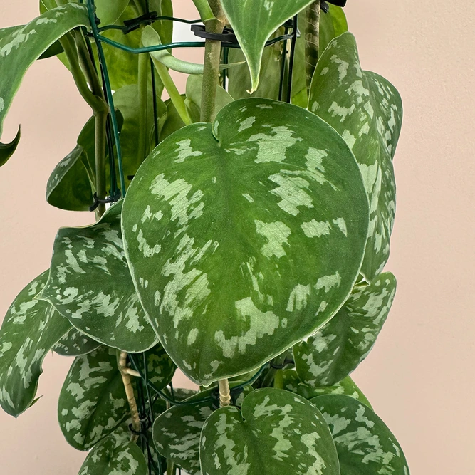 Scindapsus pictus 'Trebie' (Pot Size 27cm) Satin pothos - image 2