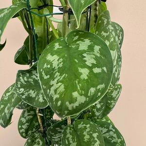 Scindapsus pictus 'Trebie' (Pot Size 27cm) Satin pothos - image 2