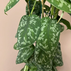 Scindapsus pictus 'Trebie' (Pot Size 27cm) Satin pothos - image 3