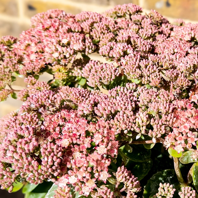 Sedum 'Autumn Joy' (Pot Size 3L) - Stonecrop - image 2