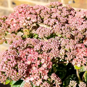 Sedum 'Autumn Joy' (Pot Size 3L) - Stonecrop - image 2