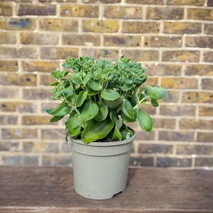 Sedum 'Autumn Joy' (Pot Size 3L) - Stonecrop - image 3