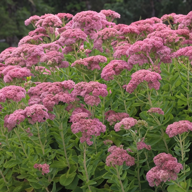 Sedum 'Autumn Joy' (Pot Size 3L) - Stonecrop - image 1