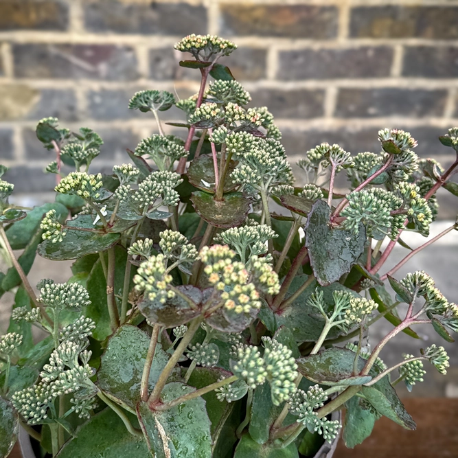 Sedum 'Coral Jade' (Pot Size 2L) - Stonecrop - image 1