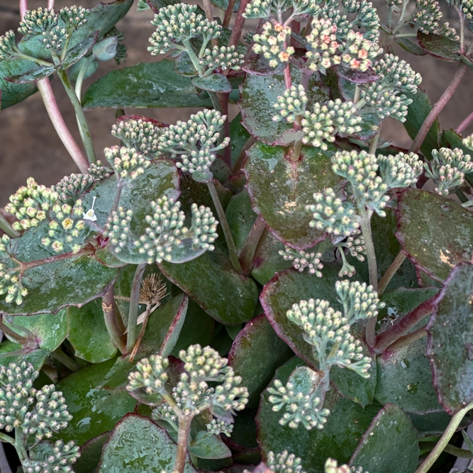 Sedum 'Coral Jade' (Pot Size 2L) - Stonecrop - image 2