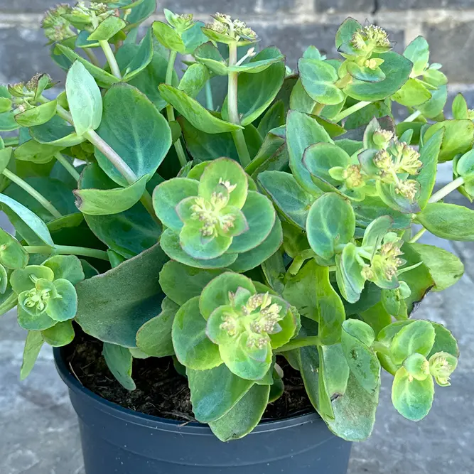 Sedum ‘Green Leaves Rose’ (Pot Size 17cm)  Green Leaves Stonecrop - image 1