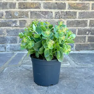 Sedum ‘Green Leaves Rose’ (Pot Size 17cm)  Green Leaves Stonecrop - image 2