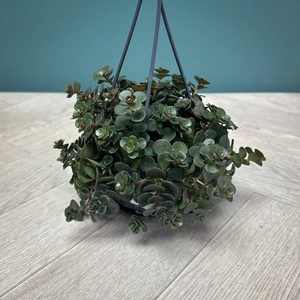 Sedum ‘Kosmosje’  (Pot Size 10.5cm) Adorable Hanging Plant - image 1