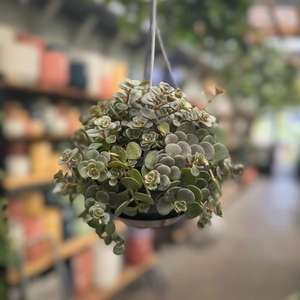 Sedum ‘Kosmosje’  (Pot Size 10.5cm) Adorable Hanging Plant - image 3