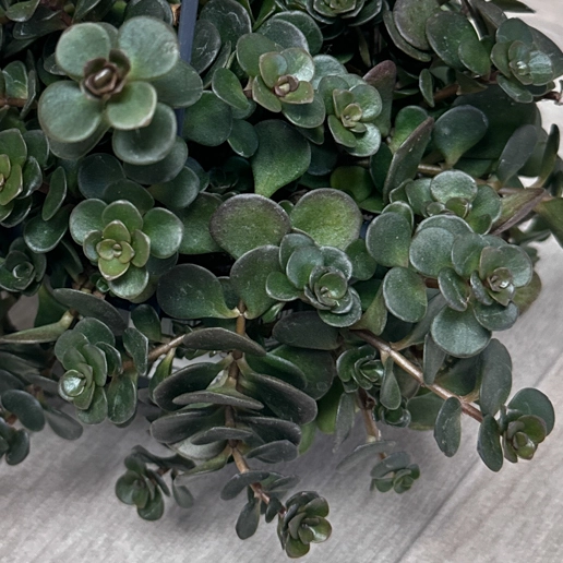 Sedum ‘Kosmosje’  (Pot Size 10.5cm) Adorable Hanging Plant - image 2