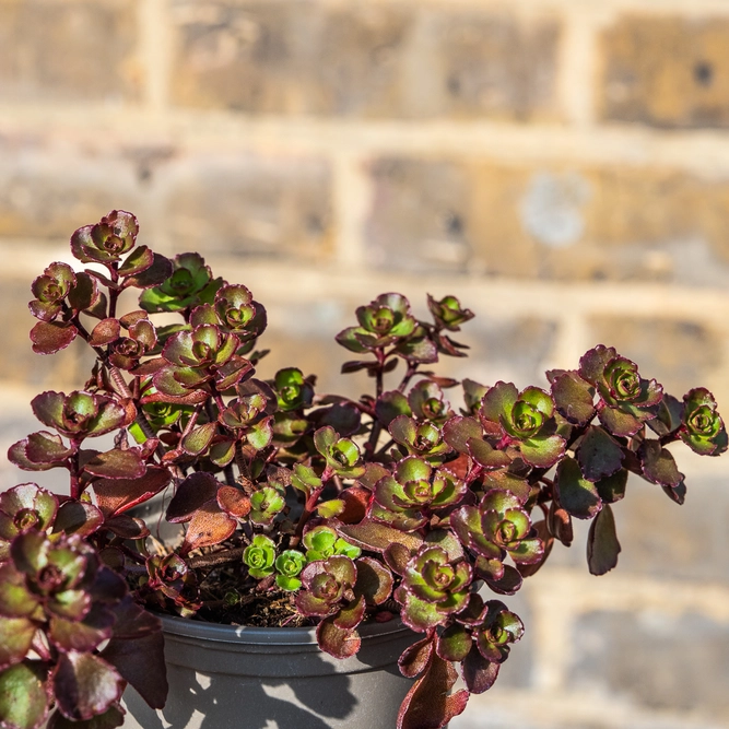 Sedum 'Purpureum Winter' (Pot Size 11cm) Stonecrop - image 1