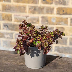 Sedum 'Purpureum Winter' (Pot Size 11cm) Stonecrop - image 2