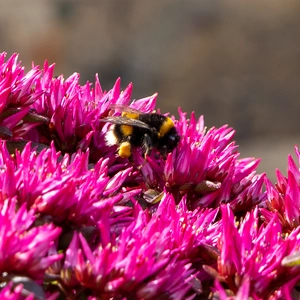 Sedum 'Spurium Deep Rose' (Pot Size 11cm) Creeping Stonecrop - image 1