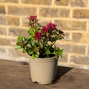 Sedum 'Spurium Deep Rose' (Pot Size 11cm) Creeping Stonecrop - image 2