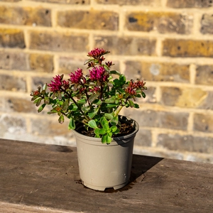 Sedum 'Spurium Deep Rose' (Pot Size 11cm) Creeping Stonecrop - image 3