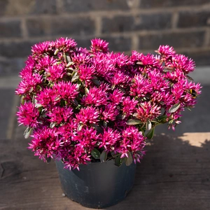 Sedum 'Spurium' (Pot Size 17cm) - image 2