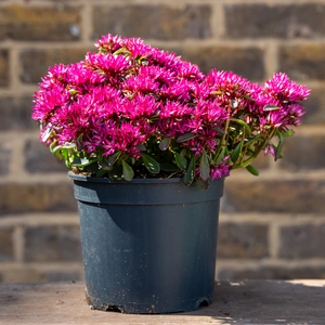 Sedum 'Spurium' (Pot Size 17cm) - image 4