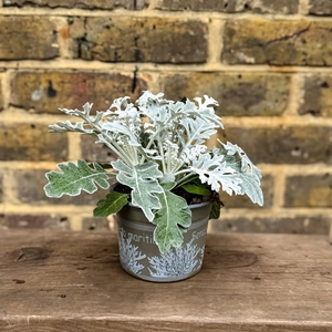 Senecio Cineraria (Pot Size 12cm) Dusty Miller - image 1