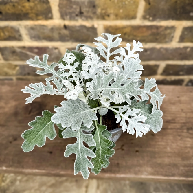 Senecio Cineraria (Pot Size 12cm) Dusty Miller - image 2